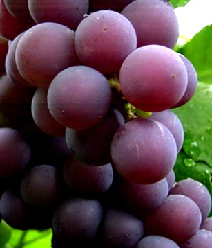 Uvas